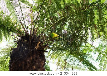 budgerigar with yellow and green feather sitting on palm tropical bird