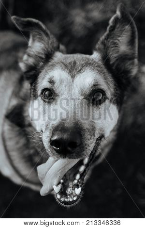 Closeup Black And White Portrait Of Beautiful Happy Dog, Looking At Camera