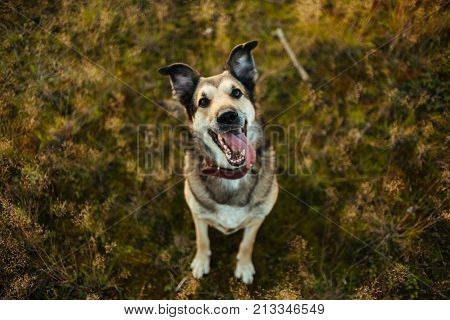 Portrait Of Beautiful Happy Dog, Looking At Camera At Nature In Sunset