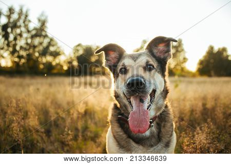 Portrait Of Beautiful Happy Dog, Looking At Camera At Nature In Sunset