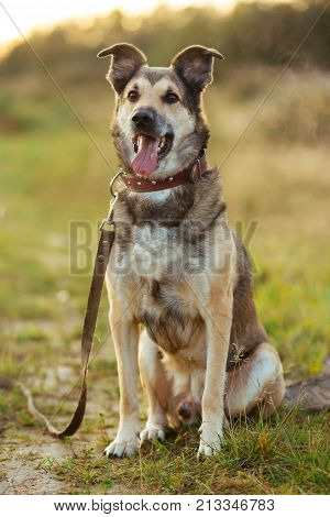 Portrait Of Beautiful Happy Dog, Looking At Camera At Nature In Sunset