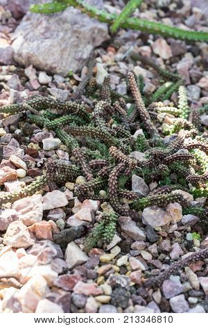 echidnopsis sharpei ground cactus succulent rare botany