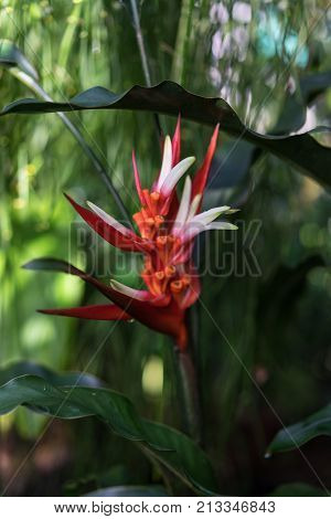 tropical plant heliconia angusta with red flower bud botany