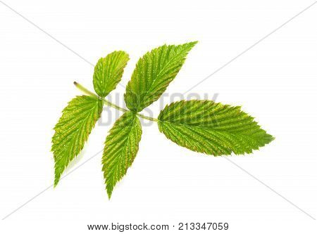 green leaf on a white background. macro .