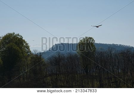 Hawk(falcon) flying on the jungle of Jenzade village, in Mazandaran-IRAN