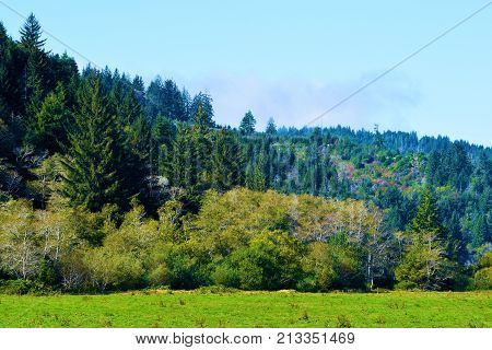 Meadow surrounding a lush green forest taken in the Northern California Coast