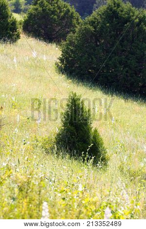 pine tree in the mountains . In the park in nature