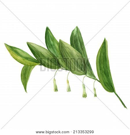 Watercolor illustration of polygonatum or Solomon's seal, isolated on white background. For use in scrapbooking, floristry or herbarium.