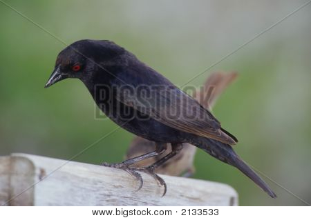 J bronzato Molotro 002