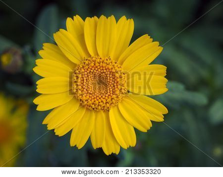 corn marigold in an english meadow in summer
