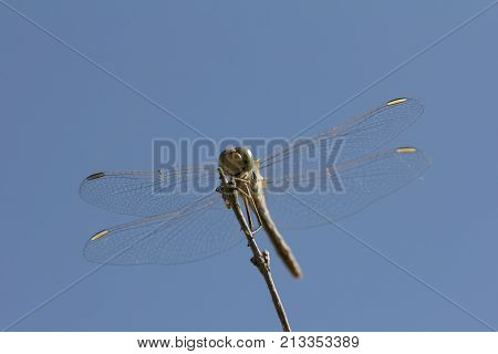 dragonfly on a background of blue sky .