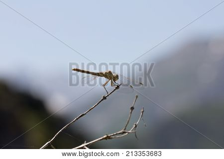 dragonfly on a background of mountains . In the park in nature