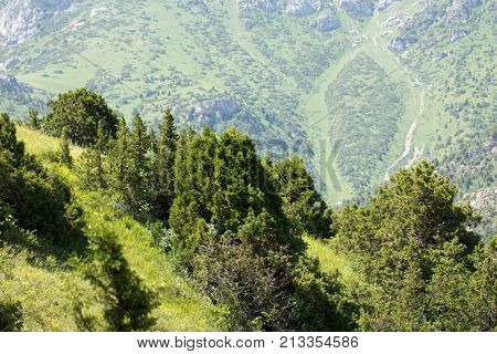pine tree in the mountains . In the park in nature