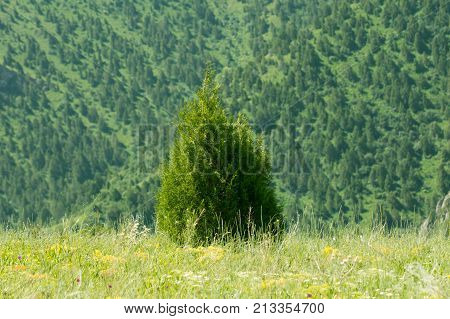 pine tree in the mountains . In the park in nature