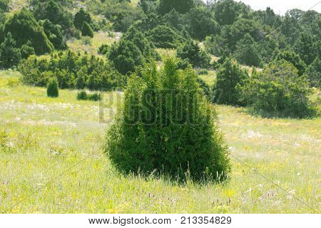 pine tree in the mountains . In the park in nature