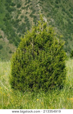 pine tree in the mountains . In the park in nature