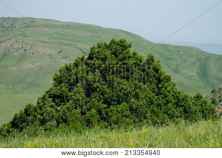 pine tree in the mountains . In the park in nature