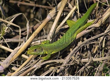 Western green lizard (Lacerta bilineata) from Italy