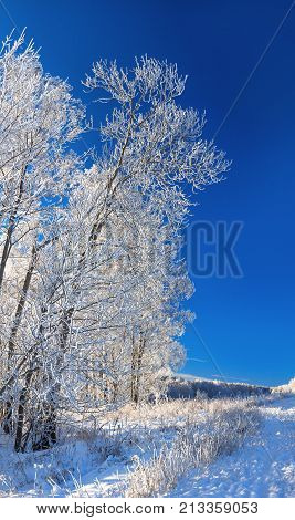 panorama beautiful rural winter landscape a with blue sky and forest. wintry day. panoramic view