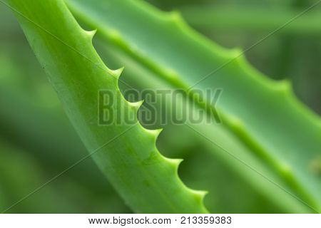 Aloe beautiful in nature. macro . In the park in nature