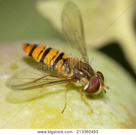 fly on the wild nature . In the park in nature