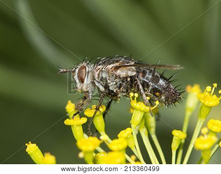 fly on the wild nature . In the park in nature
