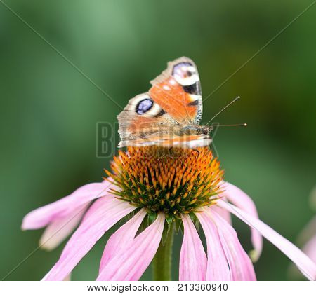 beautiful butterfly on a flower in nature .