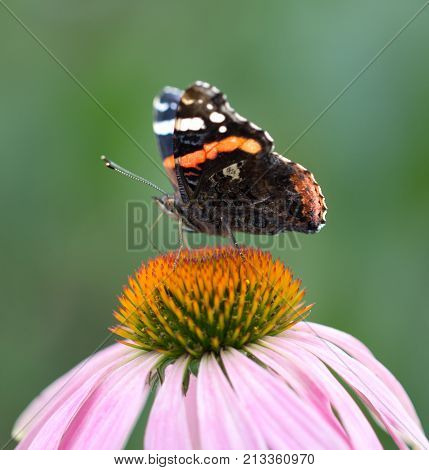 beautiful butterfly on a flower in nature .