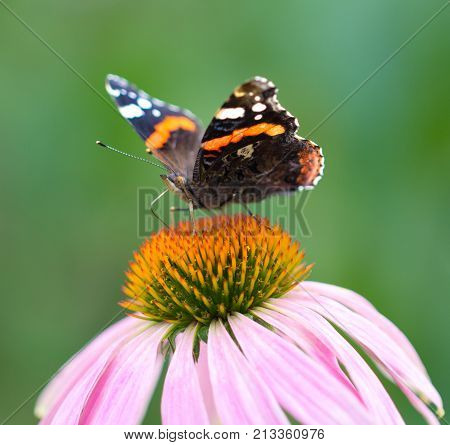 beautiful butterfly on a flower in nature .