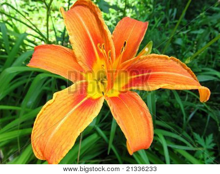 Oranje Lily