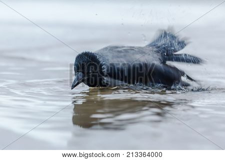 Hoodiecrow Bathing In The Sea