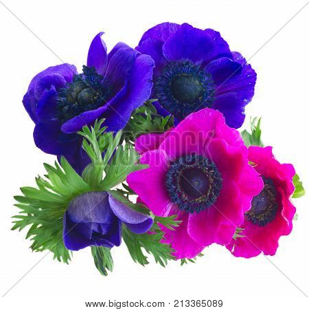 Fresh blooming Anemones blue and pink flowers isolated over white background