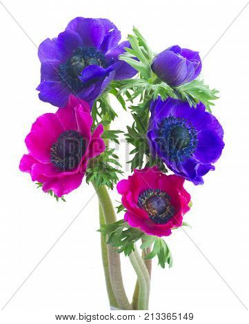 Fresh colorful pink and blue Anemones flowers posy isolated over white background