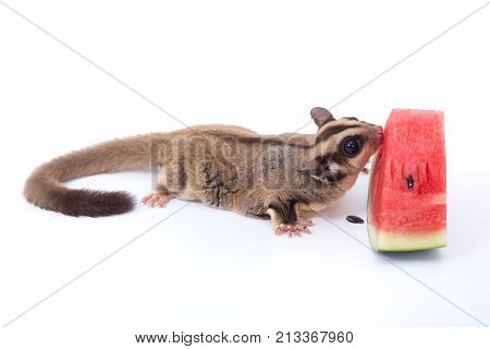 Female sugar glider eating watermelon on the floor isolate on white.
