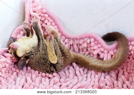 Funny sleeping cute Sugar Glider on the carpet.