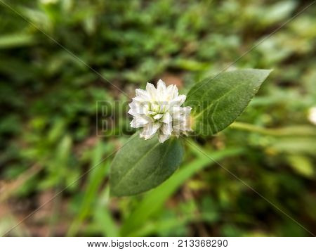 close up white Gomphrena celosioides flower in nature garden