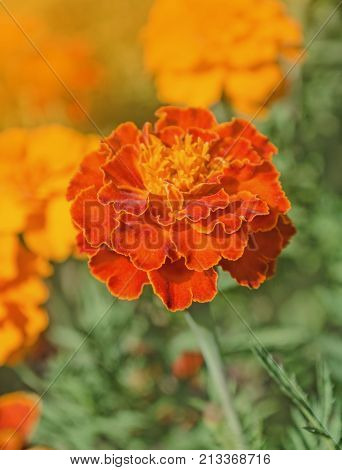 African Marigold Marigold Flower In Garden