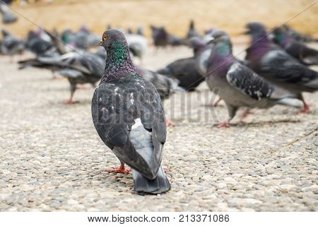 Feed-eating Street Pigeons