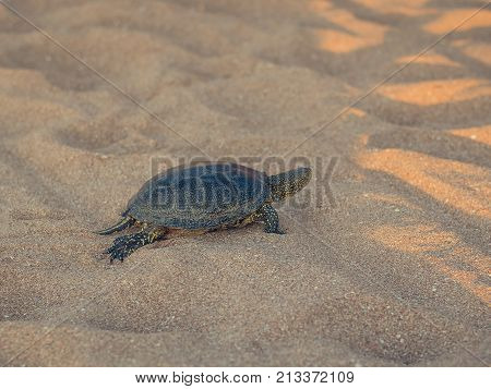 A small turtle crawling on the sand near the sea. Photo of a turtle on the sand at sunset.