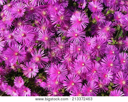Trailing Ice Plant