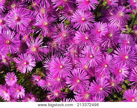 Trailing Ice Plant