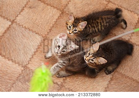 Three cute little kitten Bobtail play with toy. View from above. Pets. Hypoallergenic cat breed. Portrait of a striped and furry cat.
