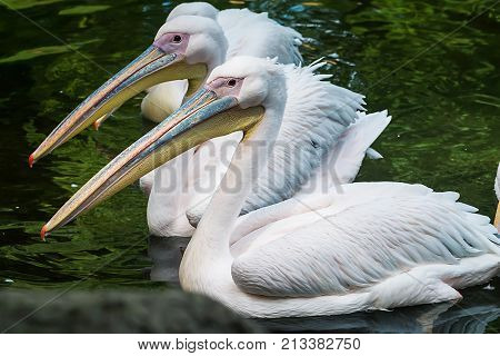 Three Great white or eastern white pelican is a bird in the pelican family in a zoo. It breeds from southeastern Europe through Asia and in Africa.