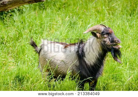 Swinging goat standing in tall grass. Beautiful animal.