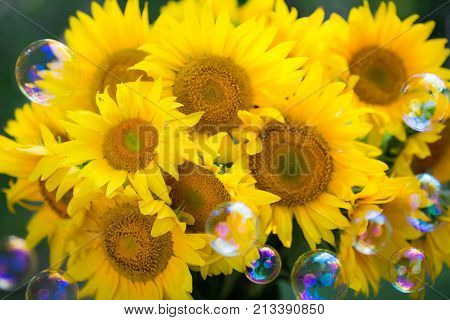 Beautiful spring sunflower yellow background. Cooy space
