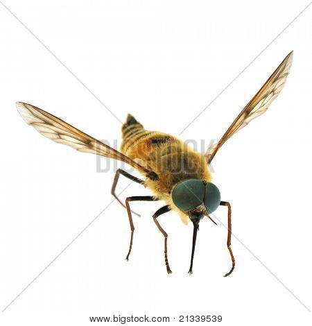 Bee geïsoleerd op een witte achtergrond.