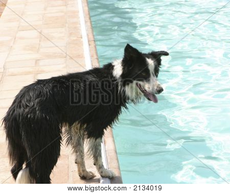 Hund spil