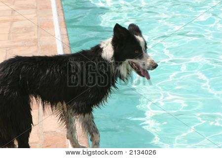 Shaggy hund