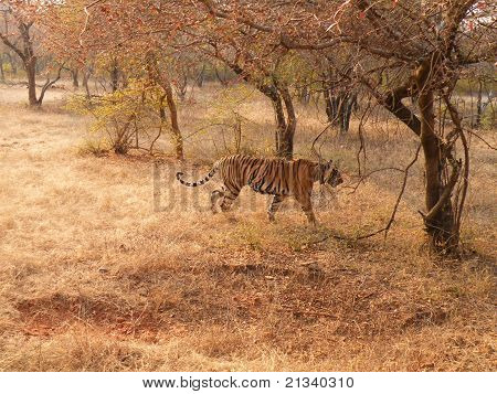Bengal tiger