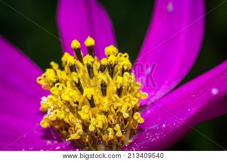 bright flowers macro photo color close up